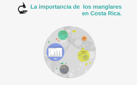 La importancia de los manglares en Costa Rica. by Jossette de los ...