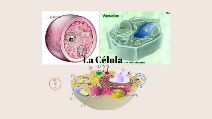 La Célula. Vesícula, Lisosoma y Vacuolas by Pablo Hernandis Terranegra