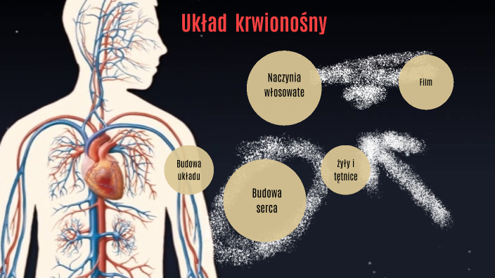 Budowa układu krwionośnego człowieka by Monika Furca on Prezi