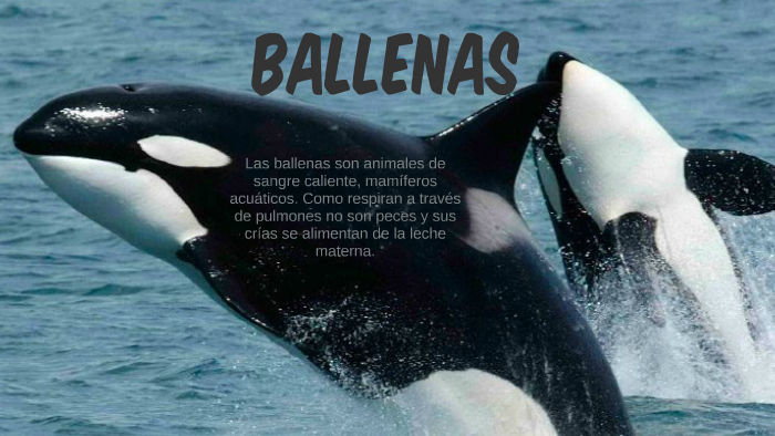 Con Que Respiran Las Ballenas - Pares