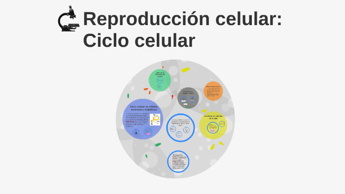 Ciclo celular by Valeria Cruzado on Prezi