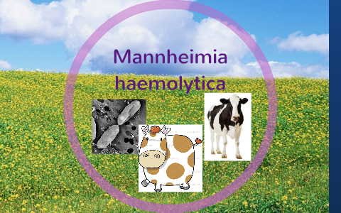 MANNHEIMIA HAEMOLYTICA by Jael Sanvi on Prezi