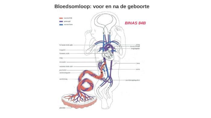 Bloedsomloop: voor en na de geboorte by Reni Freund on Prezi