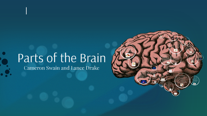 Parts of the Brain by Cameron Swain on Prezi