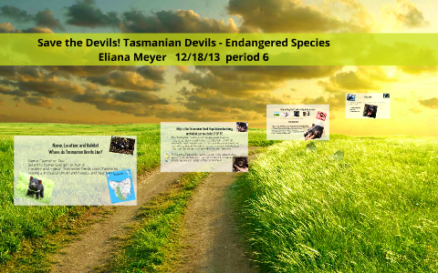 Save the Devils! Tasmanian Devils - Endangered Species by eliana meyer