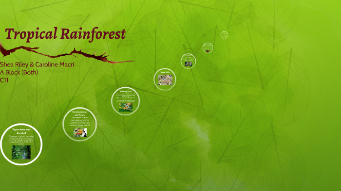 Tropical Rainforest by Shea R. on Prezi