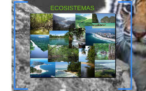 los ecosistemas by alejandro moreno on Prezi