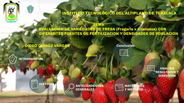 TESIS DE FRESA by Diego Quiroz on Prezi