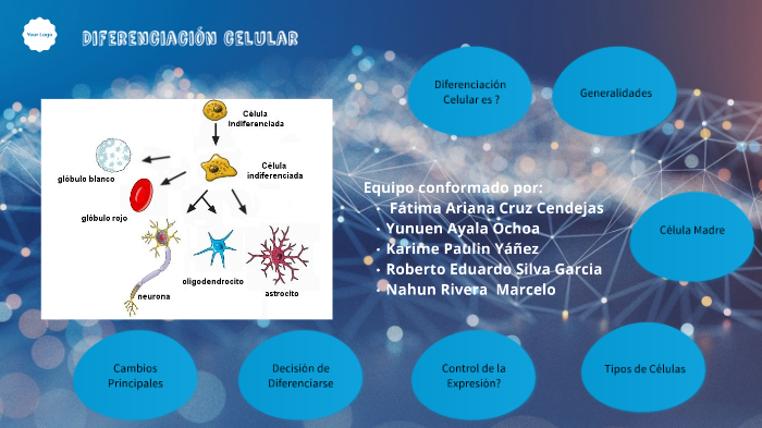 Diferenciación Celular By Karime Paulin Yañez On Prezi 5964