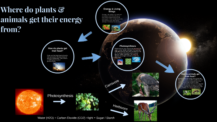 Where do plants & animals get their energy from? by Abel Chen Kai Yi
