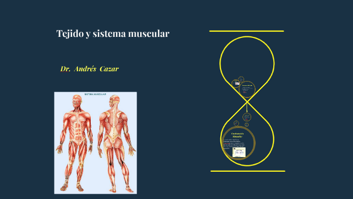 Tejido Y Sistema Muscular By Nathy Vinueza