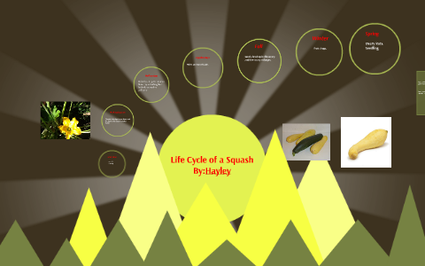 Life Cycle Of A Squash By Green Class RJH On Prezi   Cnf263335dzyxxw5yy7yqfidil6jc3sachvcdoaizecfr3dnitcq 3 0 