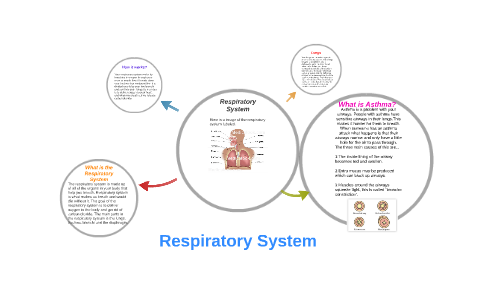 Respiratory System by Will Howard on Prezi