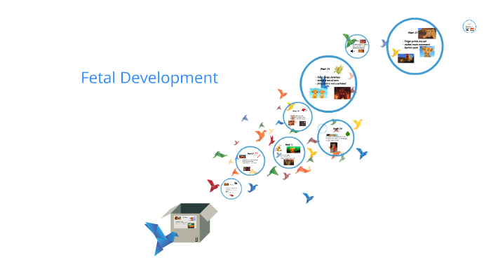 Fetal Development by Najah Alexander on Prezi