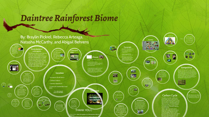 Daintree Rainforest Ecosystem