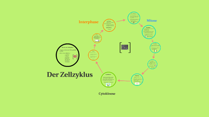 Was Ist Der Zellzyklus