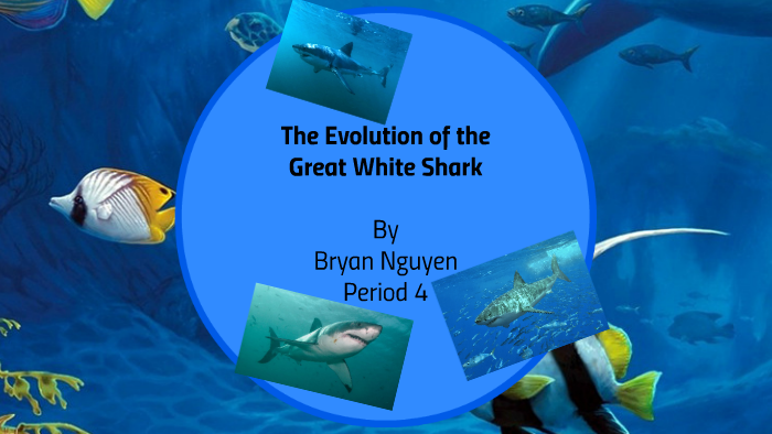 The Evolution of the Great White Shark by Bryan Nguyen