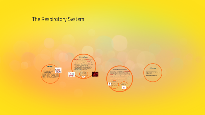 The Respiratory System by Mark Raic on Prezi