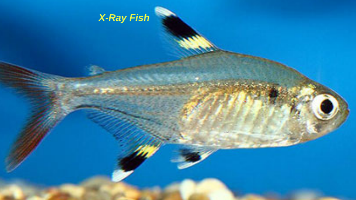 x ray fish