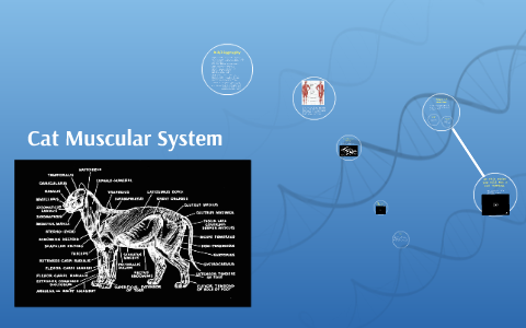 Cat Muscular System by Alex Chere on Prezi