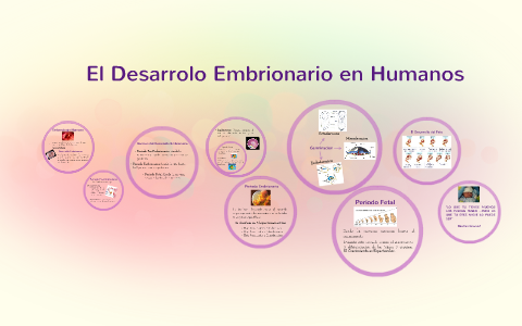 el desarrolo embrionario en humanos by