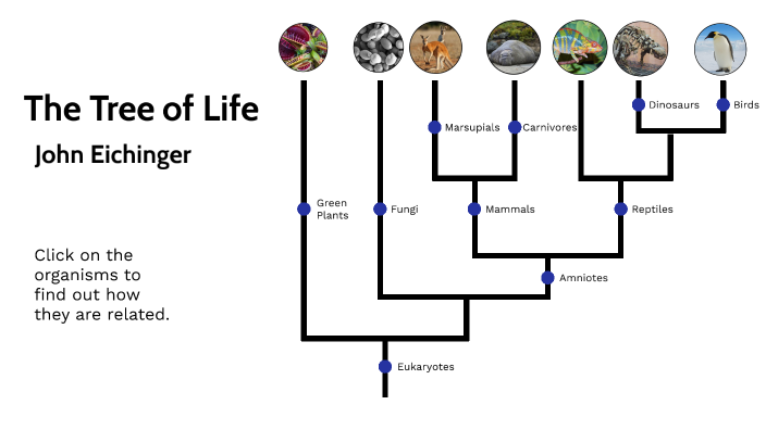 Tree of Life by John Eichinger on Prezi