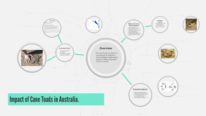 Cane Toad Trap by D ! on Prezi