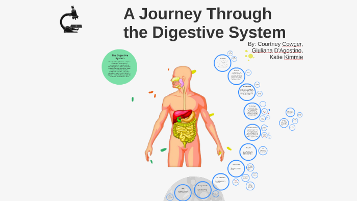 journey through the digestive system essay