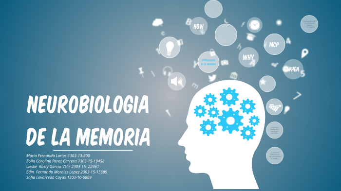 Neurobiología de la memoria by Sofia Lavarreda on Prezi Next