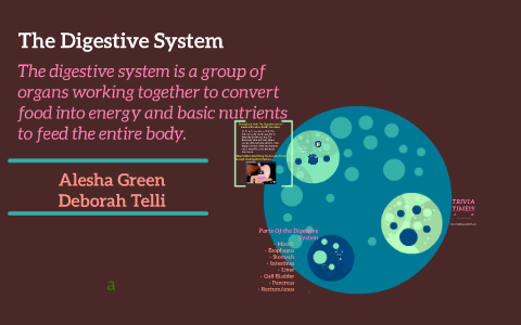 The Digestive System by Alesha Green on Prezi