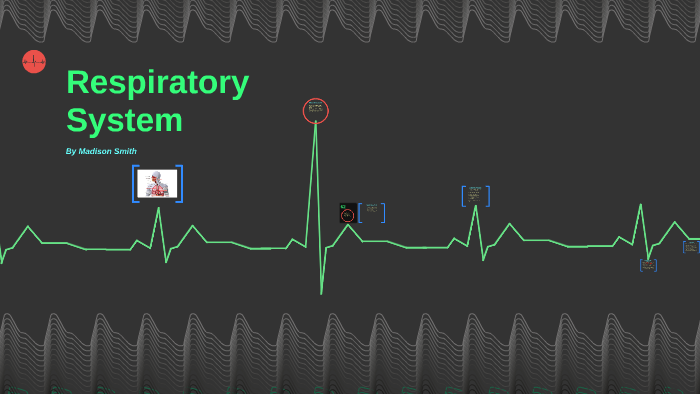 Respiratory System by Madison Smith on Prezi