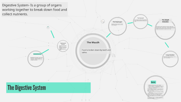 The Digestive System by Lauralee Eaton on Prezi