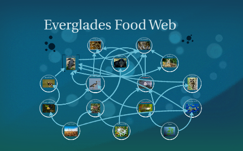 Everglades Food Web by Anthony Holcomb on Prezi