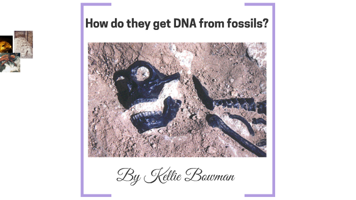 How Do They Get Dna From Fossils By Kellie Bowman 