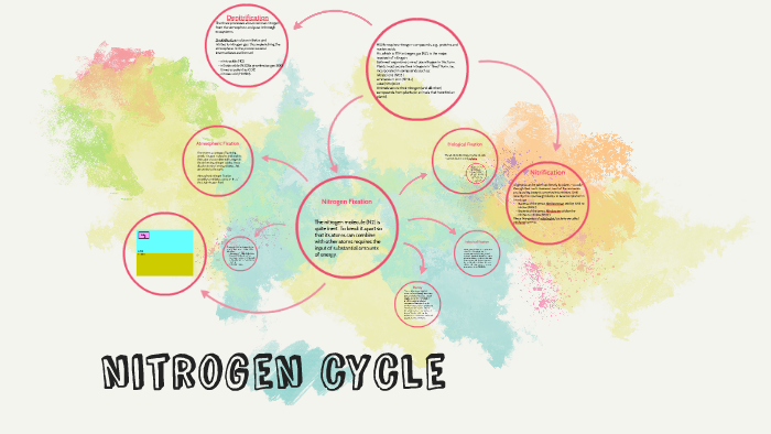 nitrogen cycle by Bella Mendez on Prezi