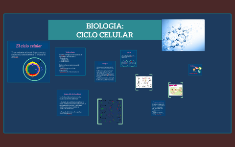 CICLO CELULAR by alejandra malagon on Prezi