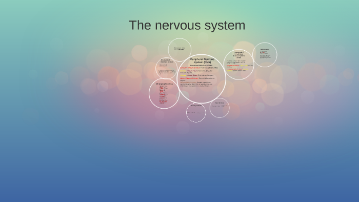 The nervous system by m k on Prezi