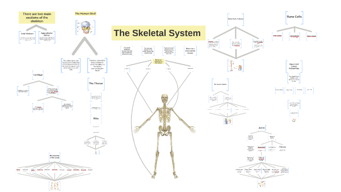 The Skeletal System by Adriana Real on Prezi