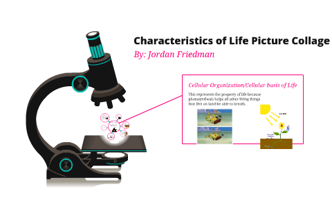 Characteristics Of Life Picture Collage By Jordan Friedman