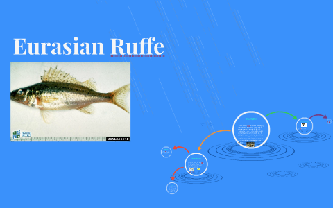 Eurasian Ruffe by Saad Mirza on Prezi
