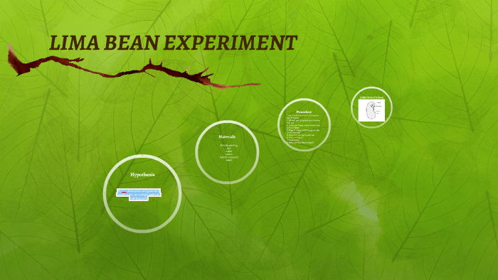 LIMA BEAN EXPERIMENT by kelly thomson on Prezi