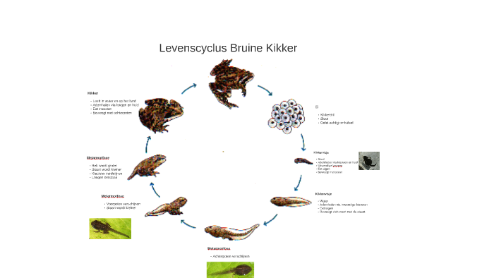 Levenscyclus bruine kikker by Kees Wesselink on Prezi
