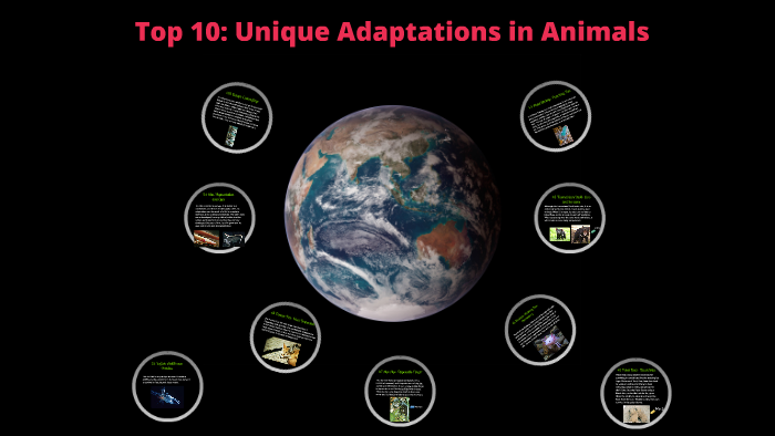 Top 10 Unique Animal Adaptations By Andres Hernando On Prezi Top 10 Unique Animal Adaptations By Andres Hernando On Prezi