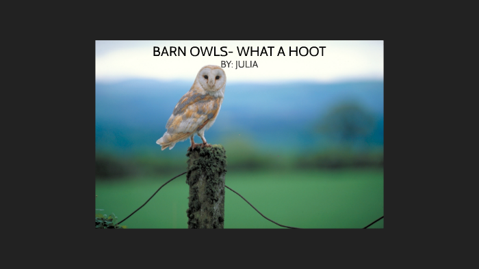 Barn Owls Habitat By Julia Sully On Prezi