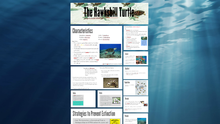 The Hawksbill Turtle by on Prezi