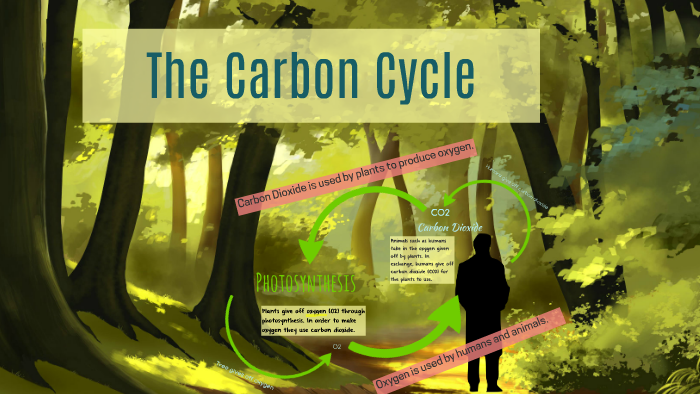 The Carbon Cycle by Allen Calub on Prezi