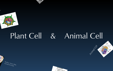 Plant and Animal Cell by Tori Hovan on Prezi