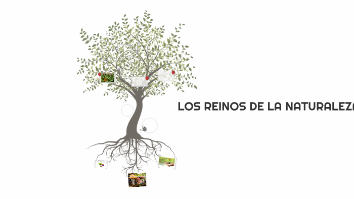 LOS REINOS DE LA NATURALEZA by María Agustina Montesdeoca Chávez on Prezi