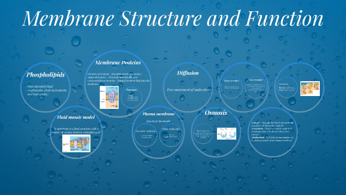 Chapter 7 Membrane Structure and Function by Nirupama Narayanan on Prezi