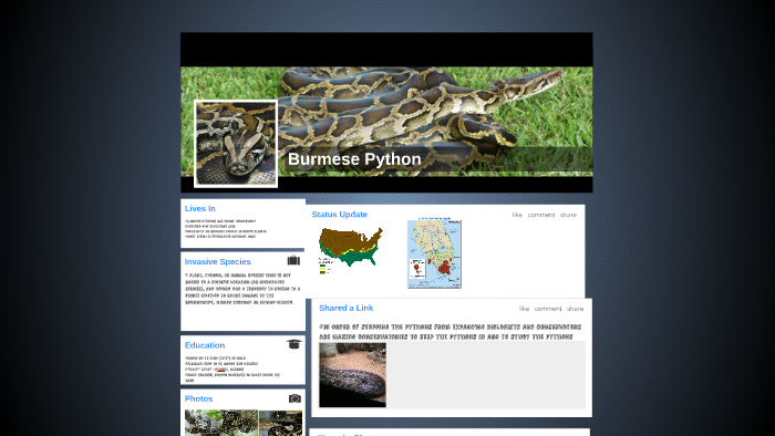 Burmese Python by vanessa moua